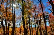 ID: 9033 (10107)