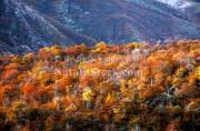 ID: 9036 (10107)