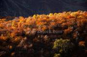ID: 9038 (10107)