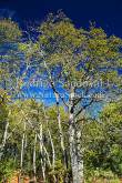 ID: 5290 (10107)