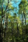 ID: 5291 (10107)