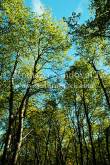 ID: 5293 (10107)