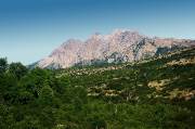 ID: 5294 (10107)
