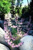 ID: 5296 (10107)