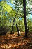 ID: 5305 (10107)