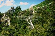 ID: 5308 (10107)