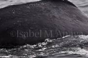 ID: 1722 (30202)