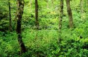 ID: 6704 (10109)