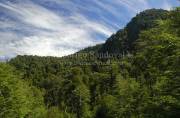 ID: 6706 (10109)