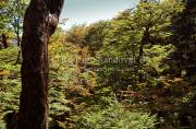 ID: 6872 (10109)