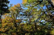 ID: 6873 (10109)