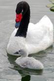 ID: 4995 (30104)