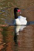 ID: 5009 (30104)