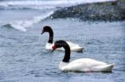 ID: 4908 (30104)