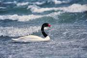 ID: 4909 (30104)