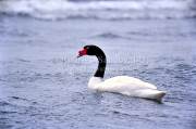 ID: 4910 (30104)