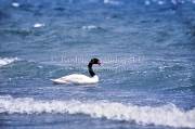 ID: 4911 (30104)