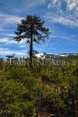 ID: 7759 (10109)
