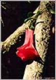 ID: 3446 (20400)