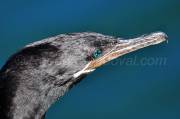 ID: 3692 (30102)