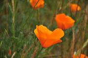 ID: 7107 (30104)