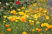 ID: 7109 (30104)