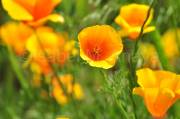 ID: 7115 (30104)