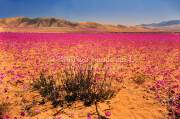 ID: 4758 (10103)