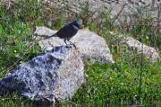 ID: 7293 (10109)