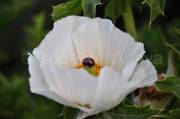ID: 7297 (10109)