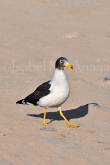 ID: 72 (30102)