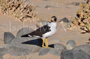 ID: 74 (30102)