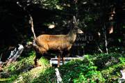 ID: 4877 (30201)