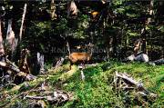 ID: 4878 (30201)
