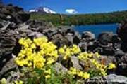 ID: 4283 (10109)
