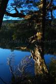 ID: 1040 (10109)