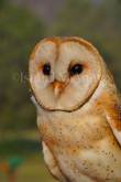 ID: 107 (30101)