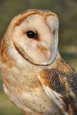 ID: 108 (30101)