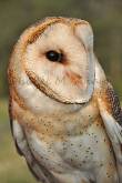 ID: 110 (30101)