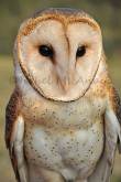 ID: 112 (30101)