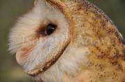 ID: 114 (30101)