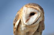 ID: 54 (30101)
