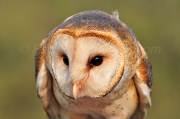 ID: 55 (30101)