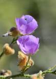 ID: 3463 (20400)