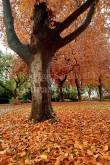 ID: 8354 (10113)