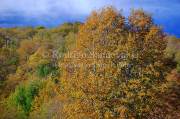 ID: 5355 (10107)