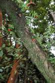 ID: 1689 (10110)