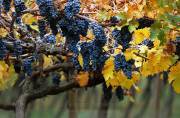 ID: 4923 (10107)