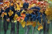 ID: 4924 (10107)