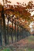 ID: 4925 (10107)
